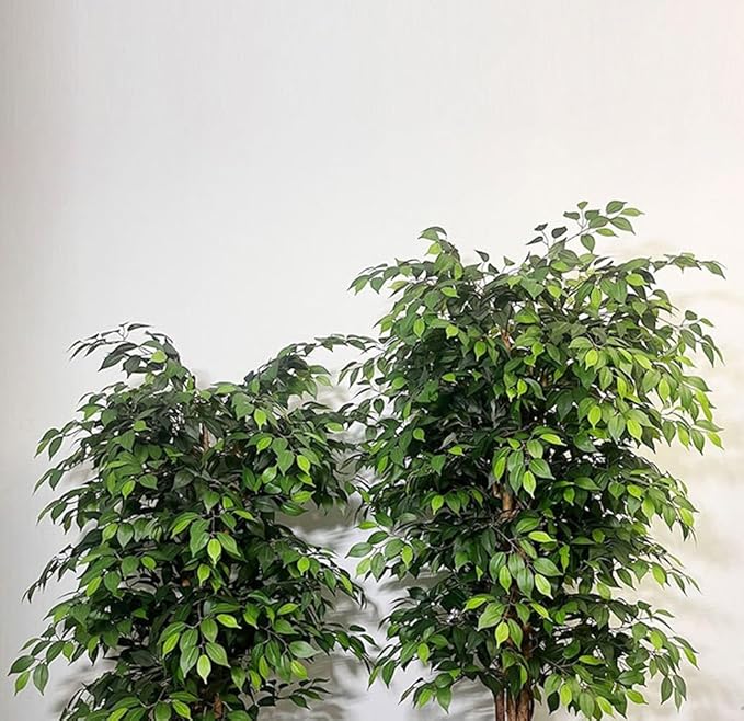 180cm Τεχνητό Διακοσμητικό Φυτό Μπένζαμιν σε Γλάστρα 180cm Τεχνητό Διακοσμητικό Φυτό Μπένζαμιν σε Γλάστρα