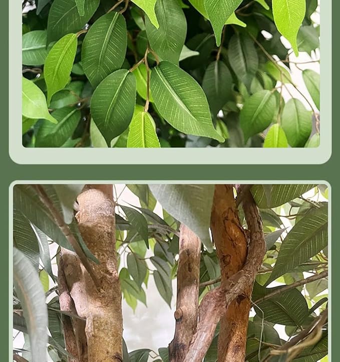 180cm Τεχνητό Διακοσμητικό Φυτό Μπένζαμιν σε Γλάστρα 180cm Τεχνητό Διακοσμητικό Φυτό Μπένζαμιν σε Γλάστρα